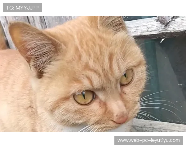 猫咪可以遛吗？这些猫可以，猫咪能溜吗