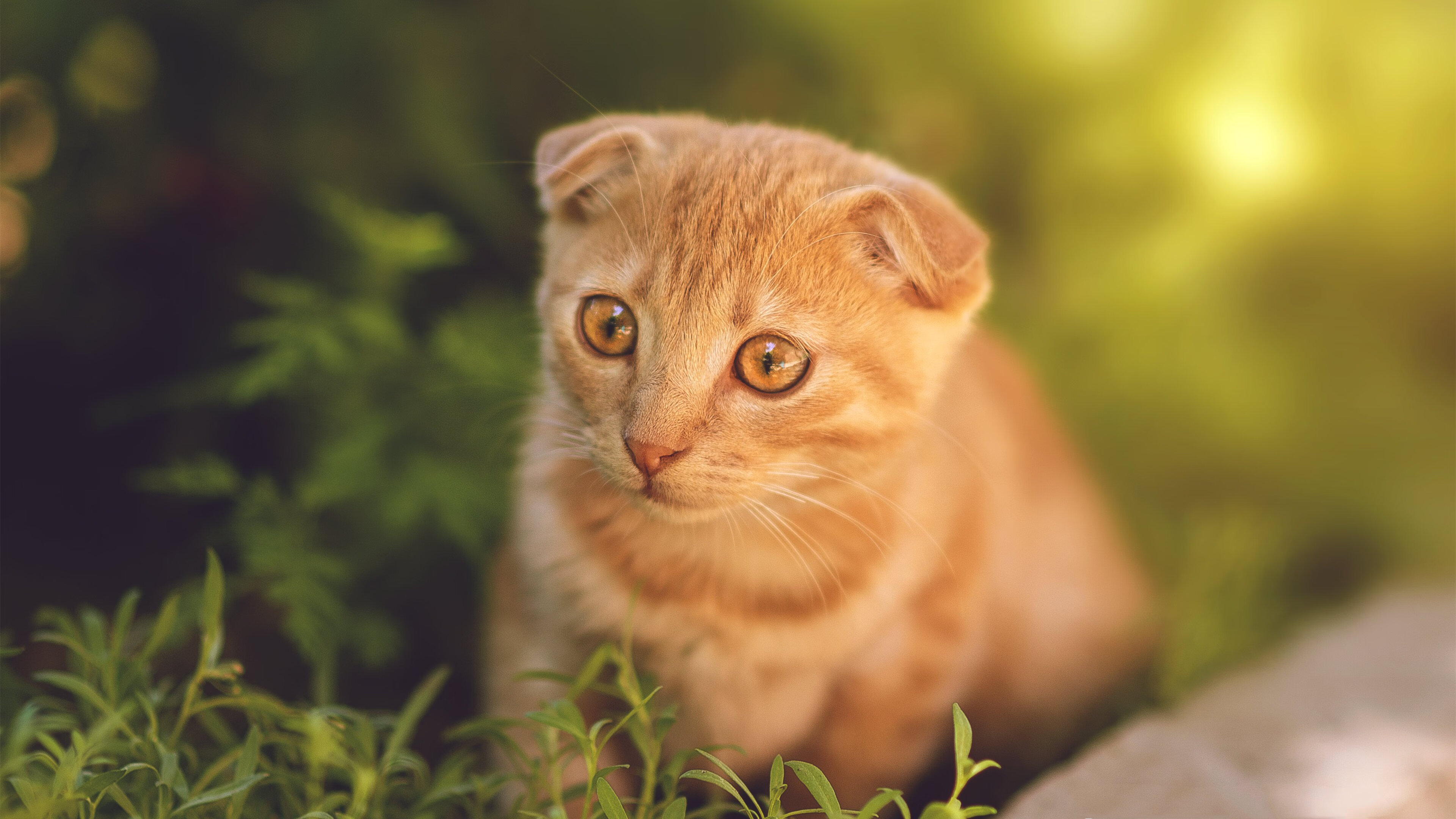 中国女排迎战强敌主帅部署针对策略，中国女排主力抵意