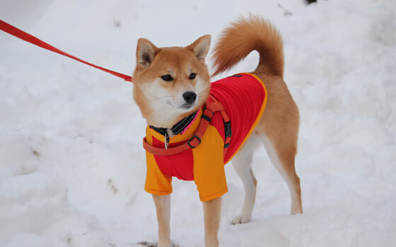 克洛普持续创新战术,带领利物浦追求辉煌