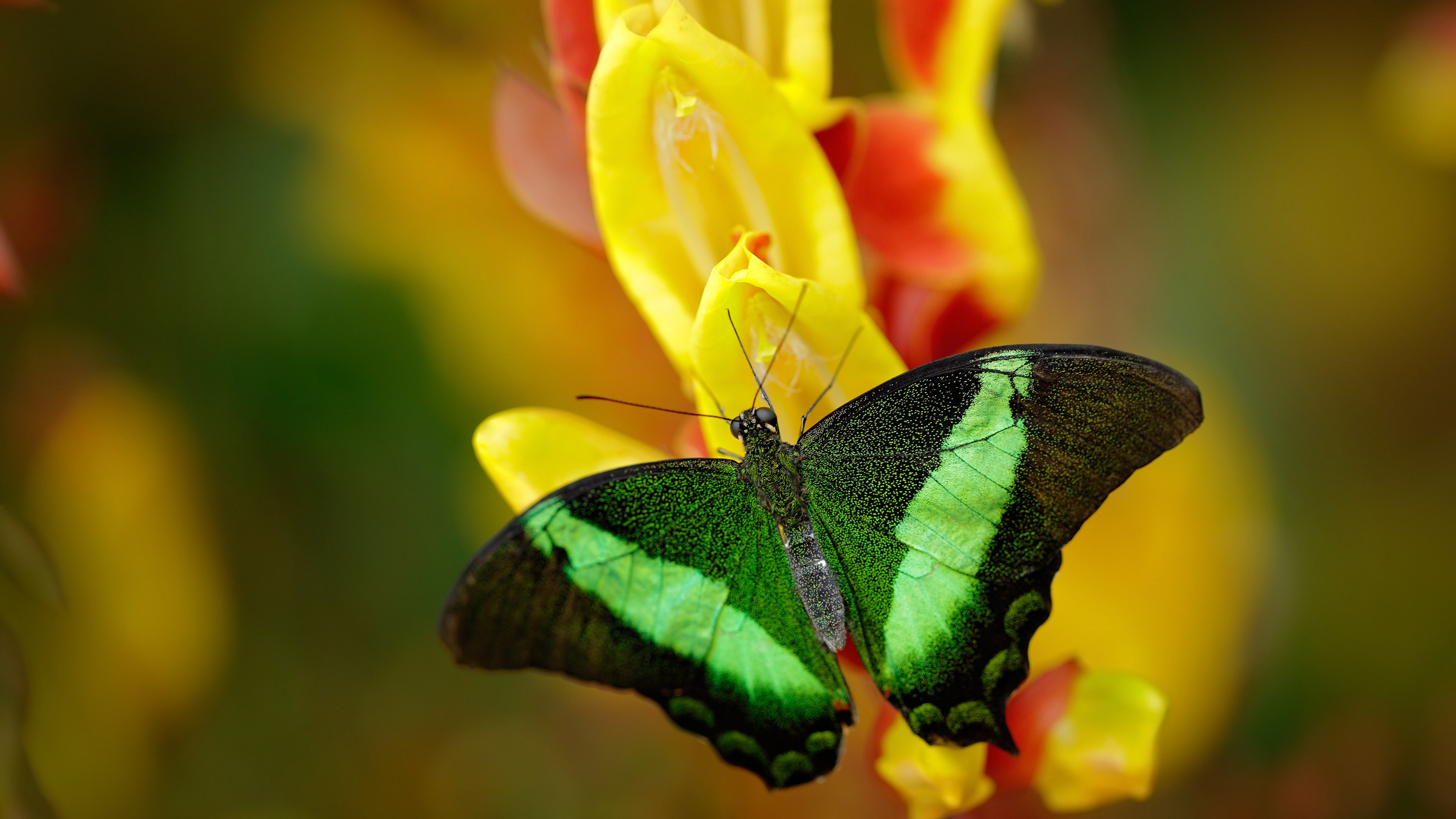 塞内加尔男篮在非洲锦标赛中刷新纪录,迈向历史高峰,塞内加尔非洲杯大名单
